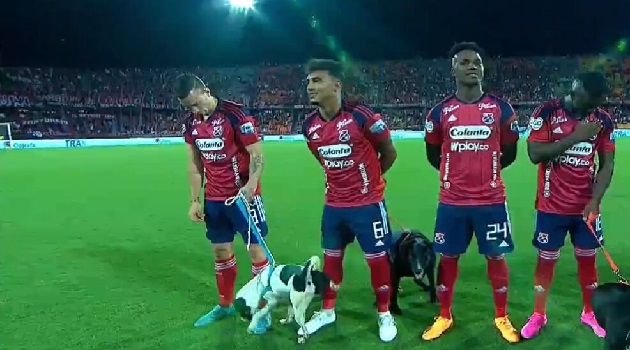  VIDEO: Psi jako fotbalový doprovod